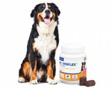 Notre zone d'activité pour ce service Dermatologue pour animaux