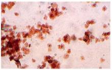 Notre zone d'activité pour ce service Dermatologue pour animaux