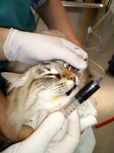 Notre zone d'activité pour ce service Où acheter médicament vétérinaire sans ordonnance