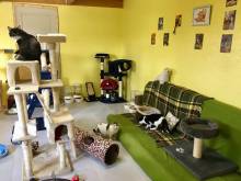 adoption chat chien proche Saint-Valery-En-Caux