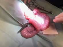 Notre zone d'activité pour ce service Prix d'une échographie pour chien à