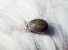 Notre zone d'activité pour ce service Vétérinaire spécialiste des yeux pour animaux avec expertise en soins oculaires, diagnostics et chirurgie ophtalmologique