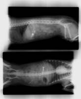 Notre zone d'activité pour ce service Prix d'une consultation avec un vétérinaire comportementaliste à Saint-Valery-en-Caux (76460), en Normandie pour corriger un trouble du comportement 