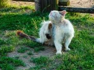 Nos prestations sur le secteur de vers Luneray proche de Dieppe